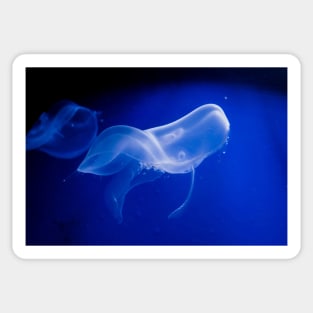 Translucent jellyfish in deep blue water Sticker